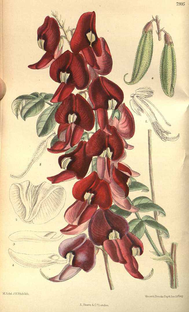 no HD illustration available (3)