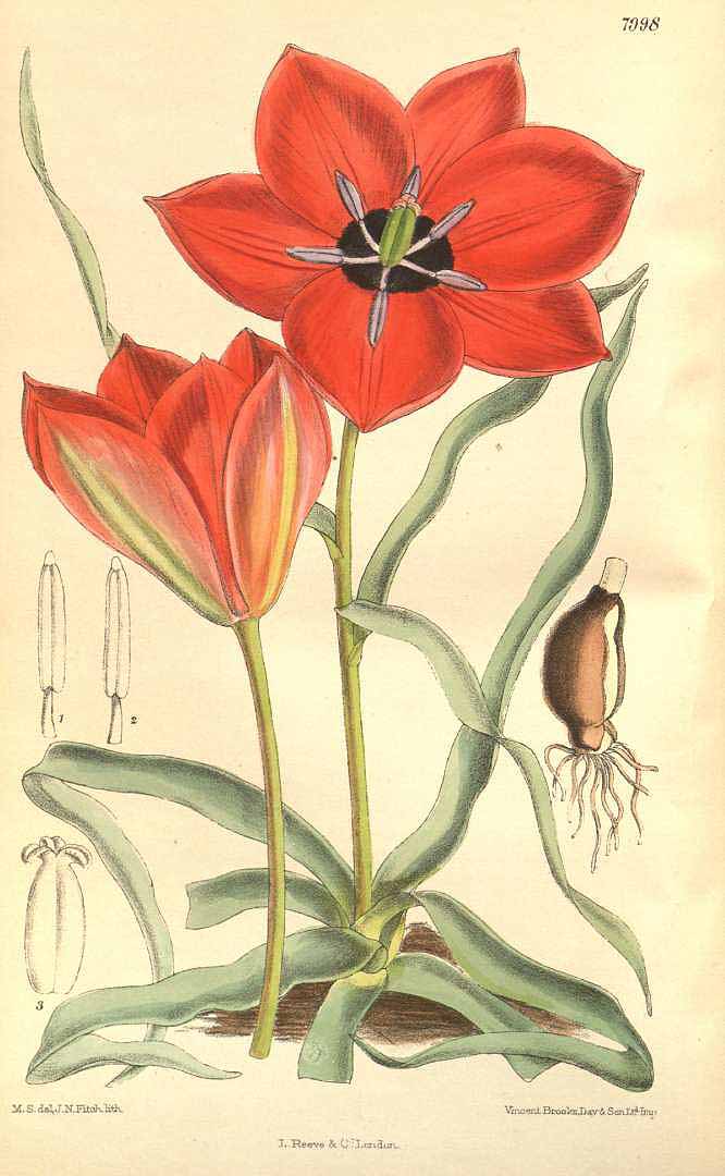 no HD illustration available (3)