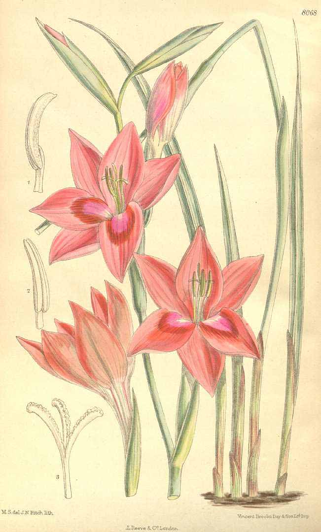 no HD illustration available (3)