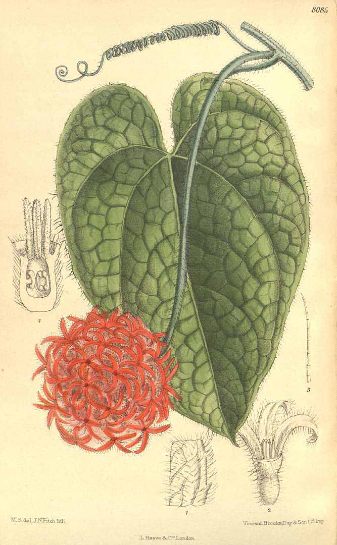 no HD illustration available (3)