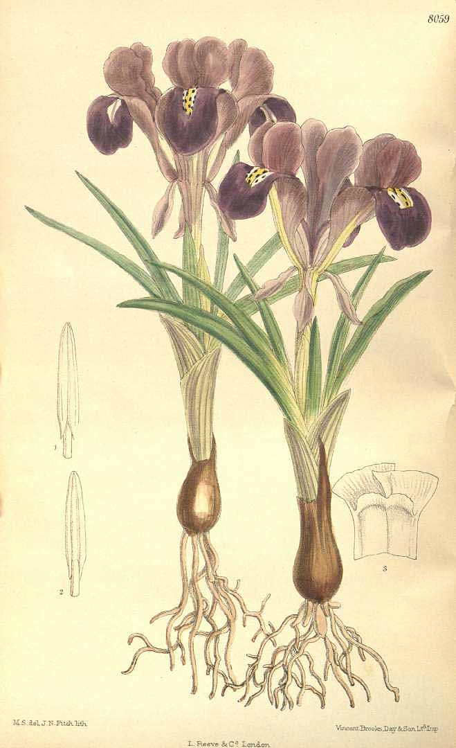 no HD illustration available (3)