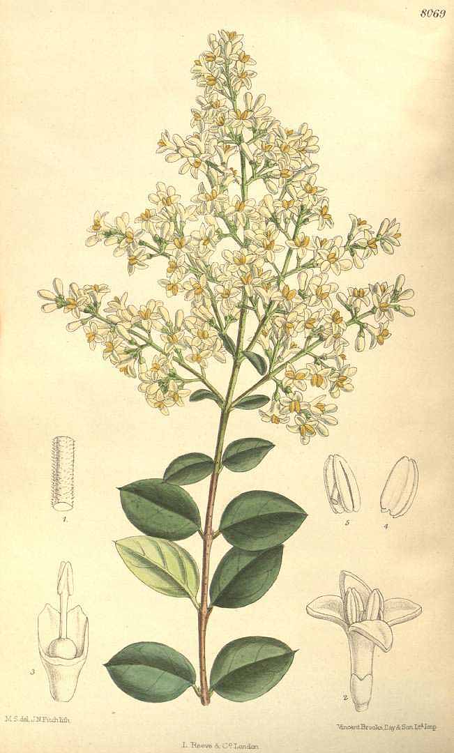 no HD illustration available (3)