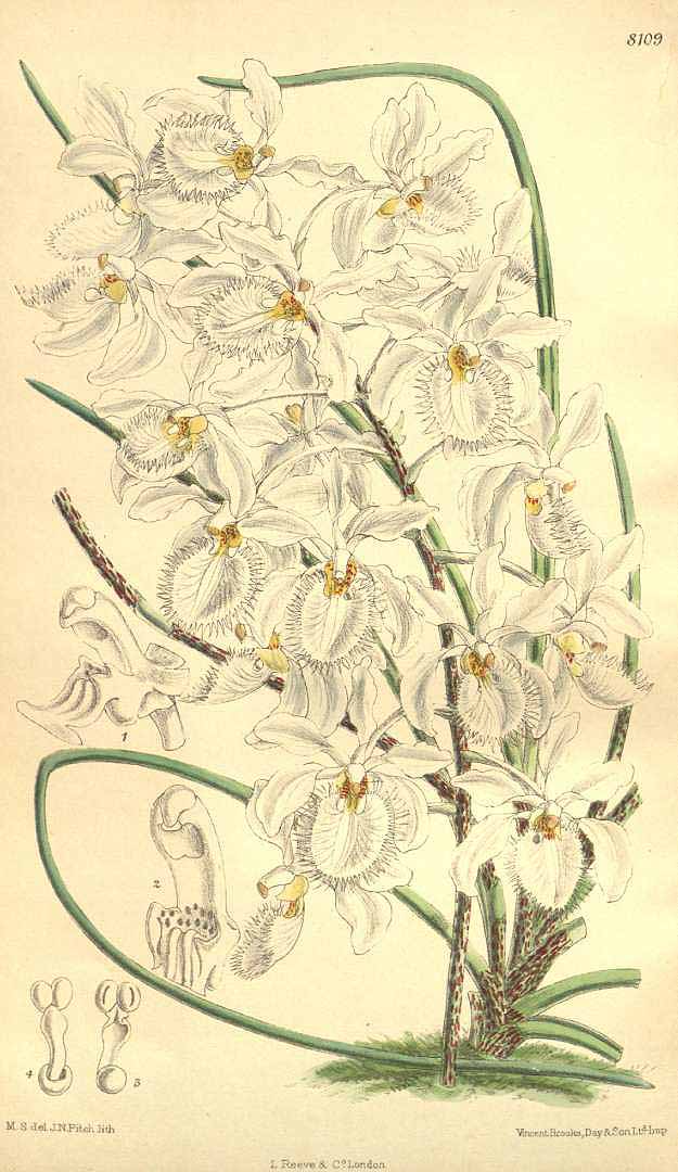 no HD illustration available (3)