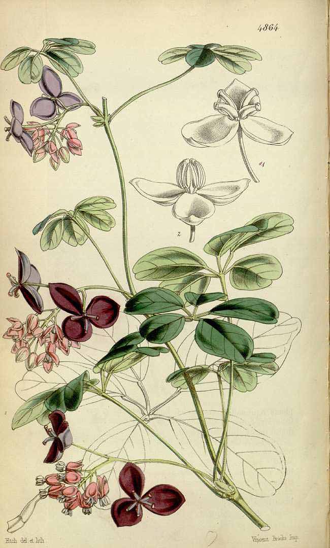 no HD illustration available (3)