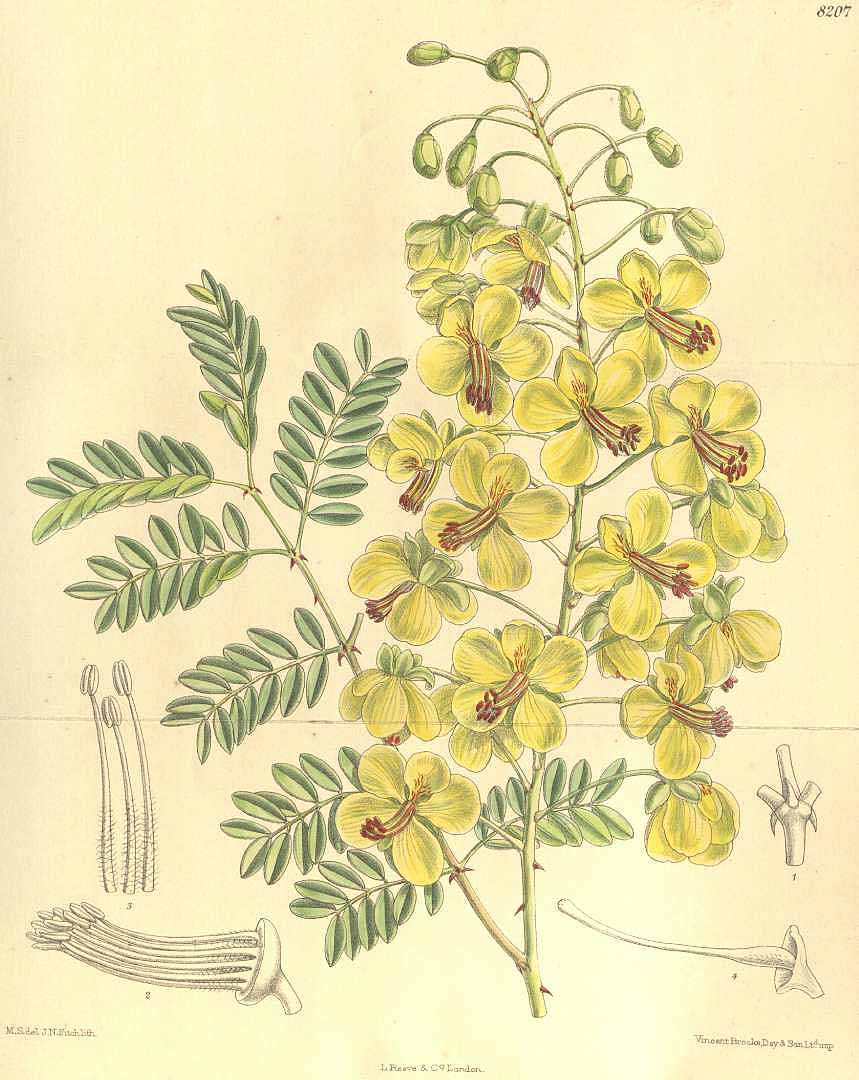 no HD illustration available (3)