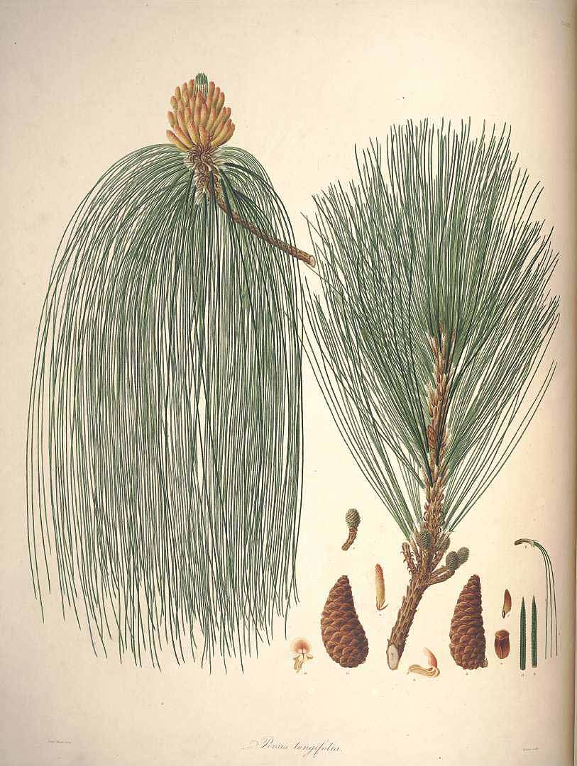 no HD illustration available (3)