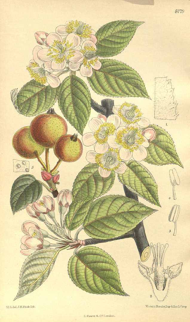 no HD illustration available (3)