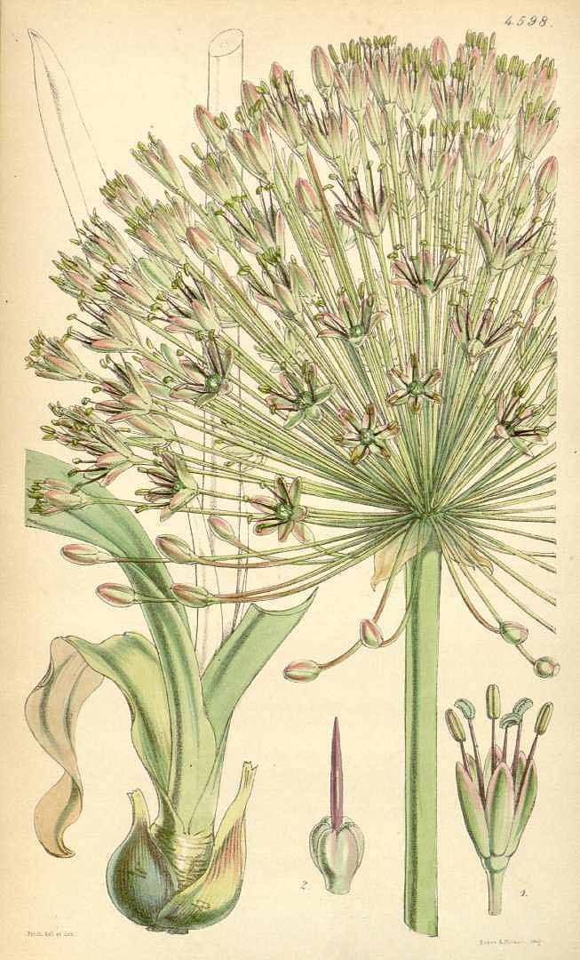 no HD illustration available (3)