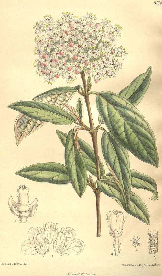 no HD illustration available (3)