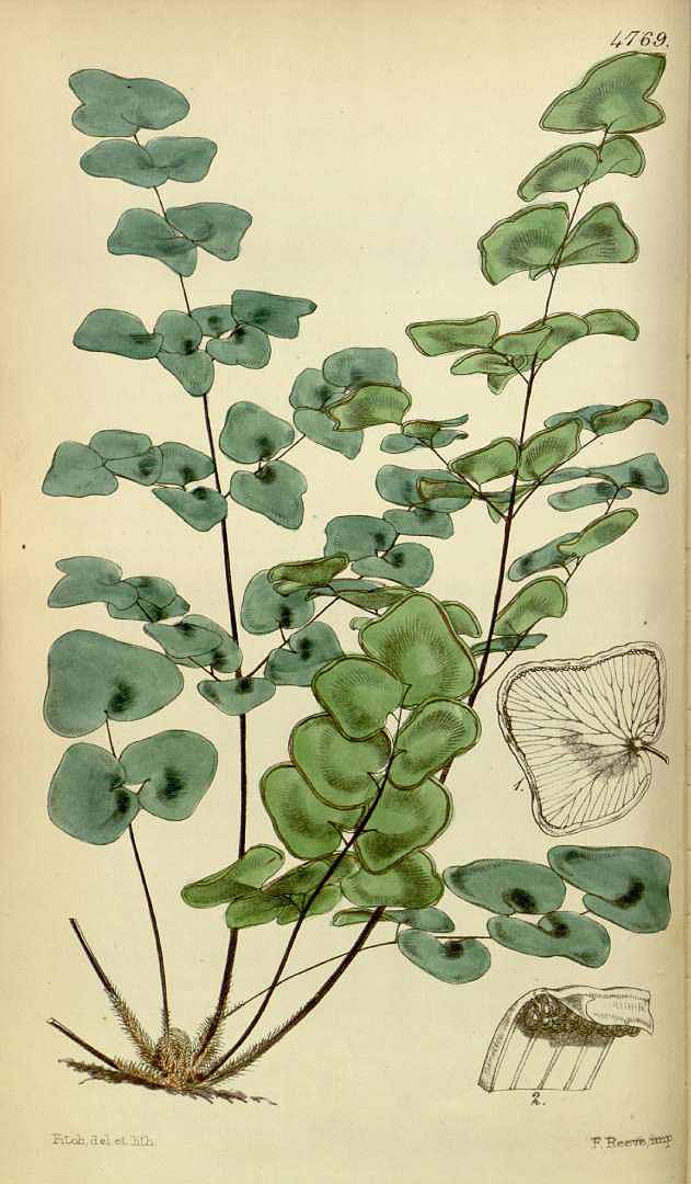 no HD illustration available (3)