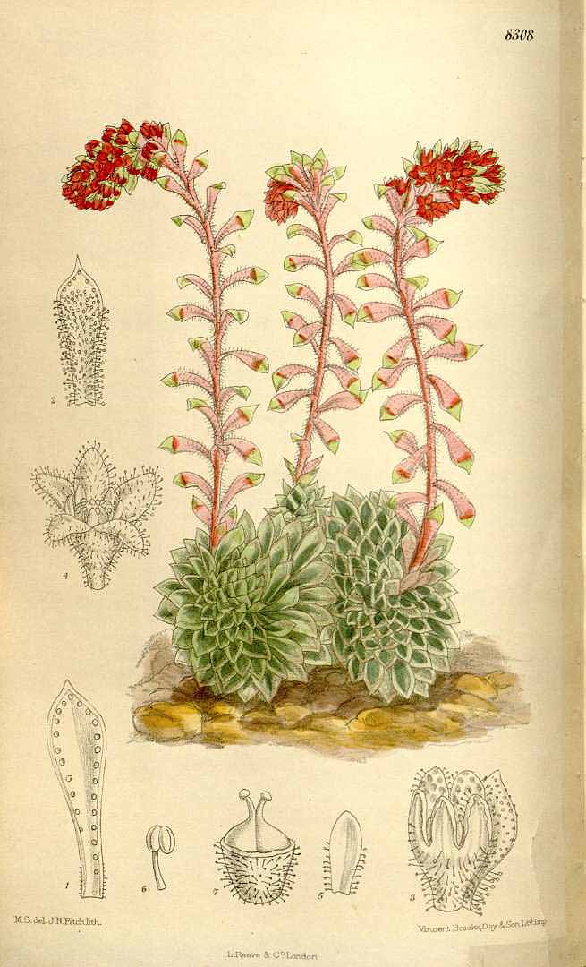 no HD illustration available (3)