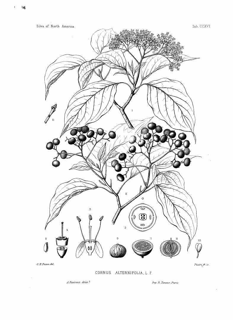 no HD illustration available (3)