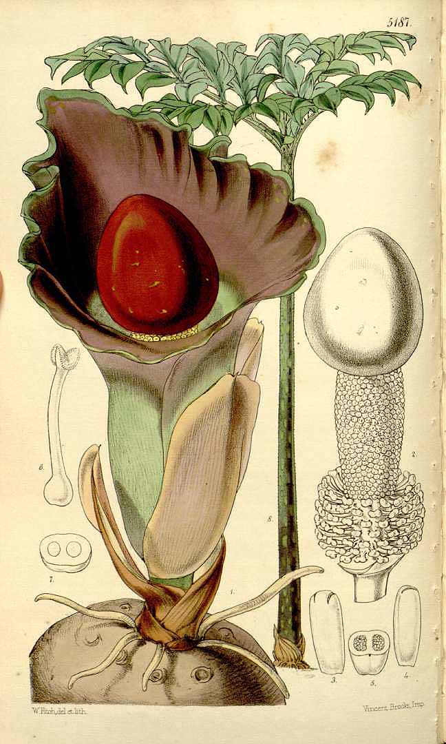 no HD illustration available (3)