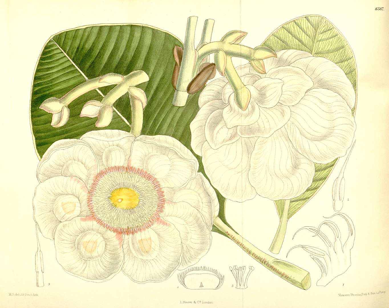 no HD illustration available (3)