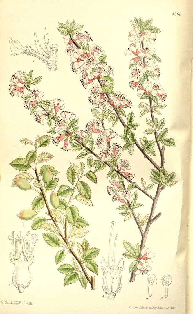 no HD illustration available (3)