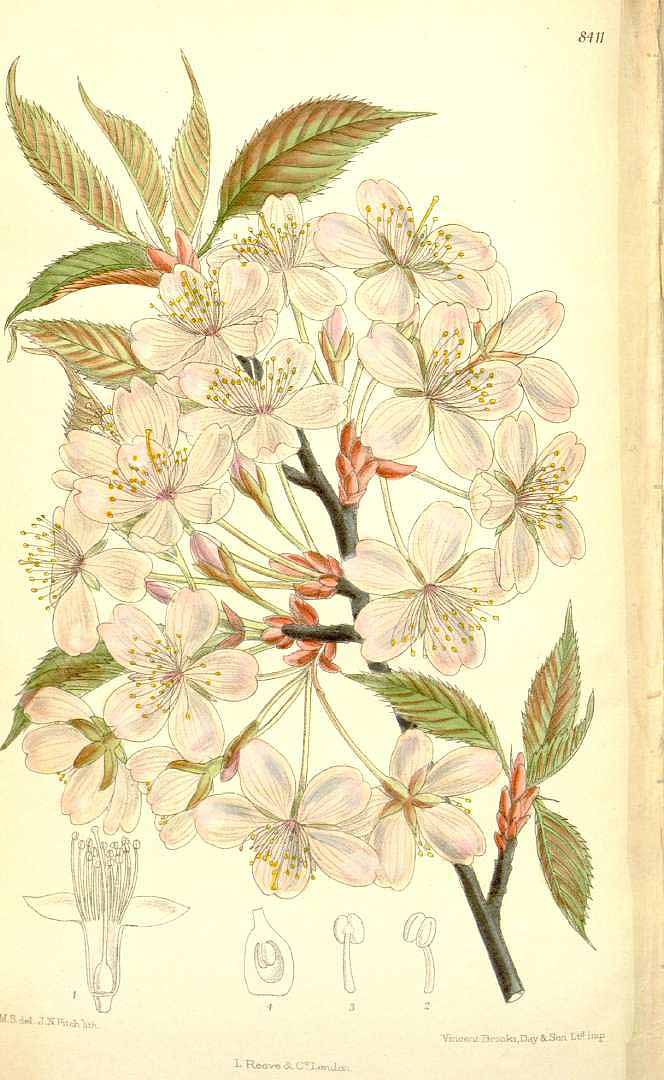 no HD illustration available (3)