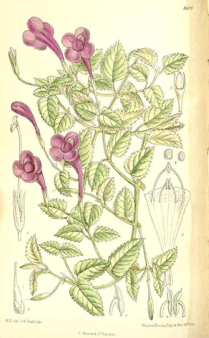 no HD illustration available (3)