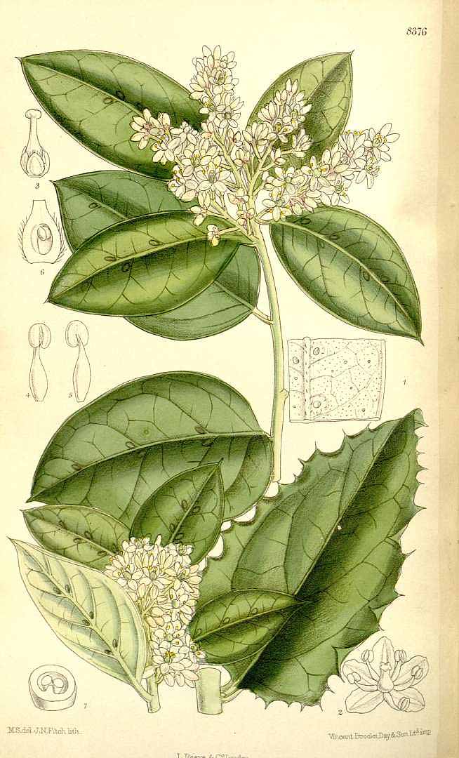 no HD illustration available (3)