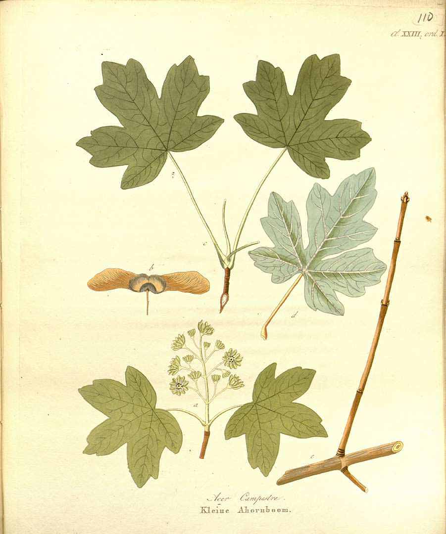 no HD illustration available (3)