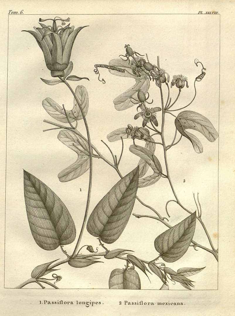 no HD illustration available (3)