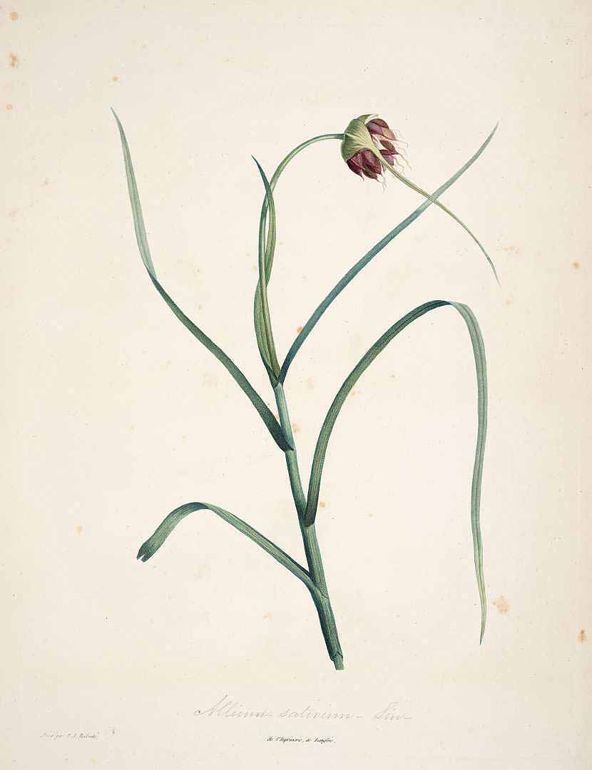 no HD illustration available (3)