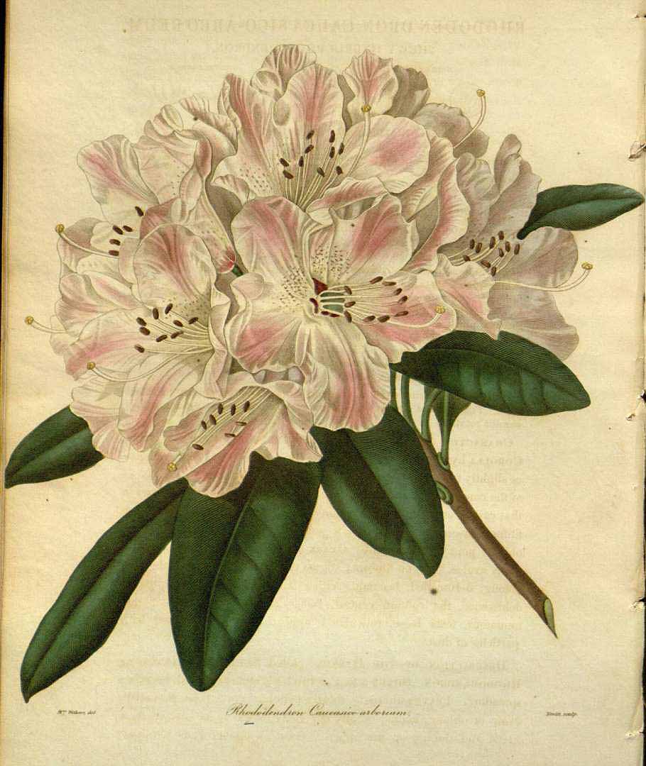 no HD illustration available (3)