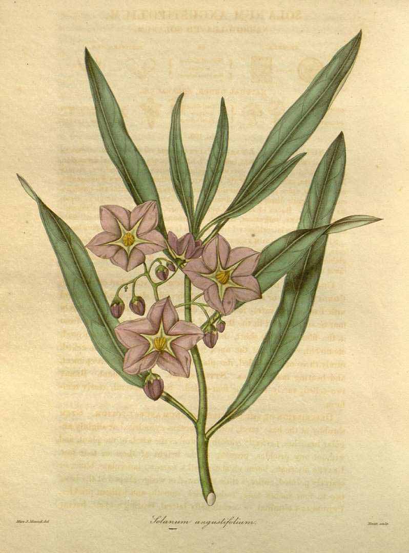 no HD illustration available (3)