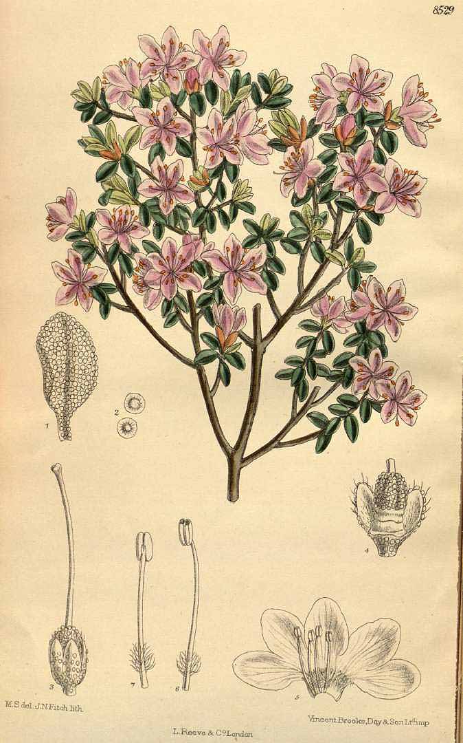 no HD illustration available (3)