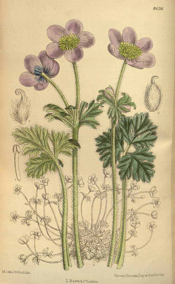 no HD illustration available (3)