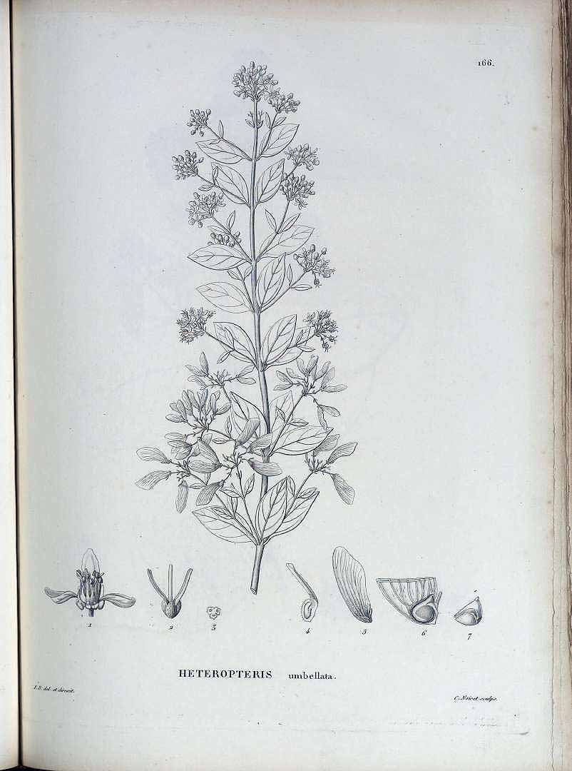 no HD illustration available (3)