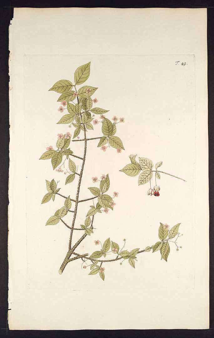 no HD illustration available (3)