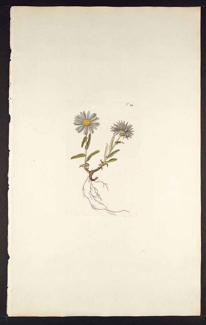 no HD illustration available (3)