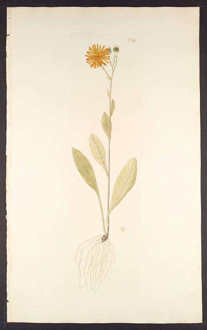 no HD illustration available (3)