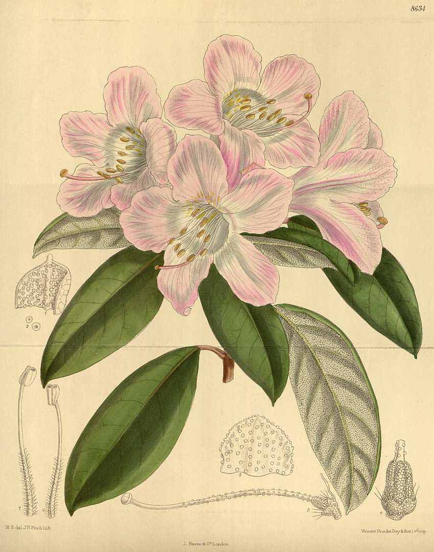 no HD illustration available (3)