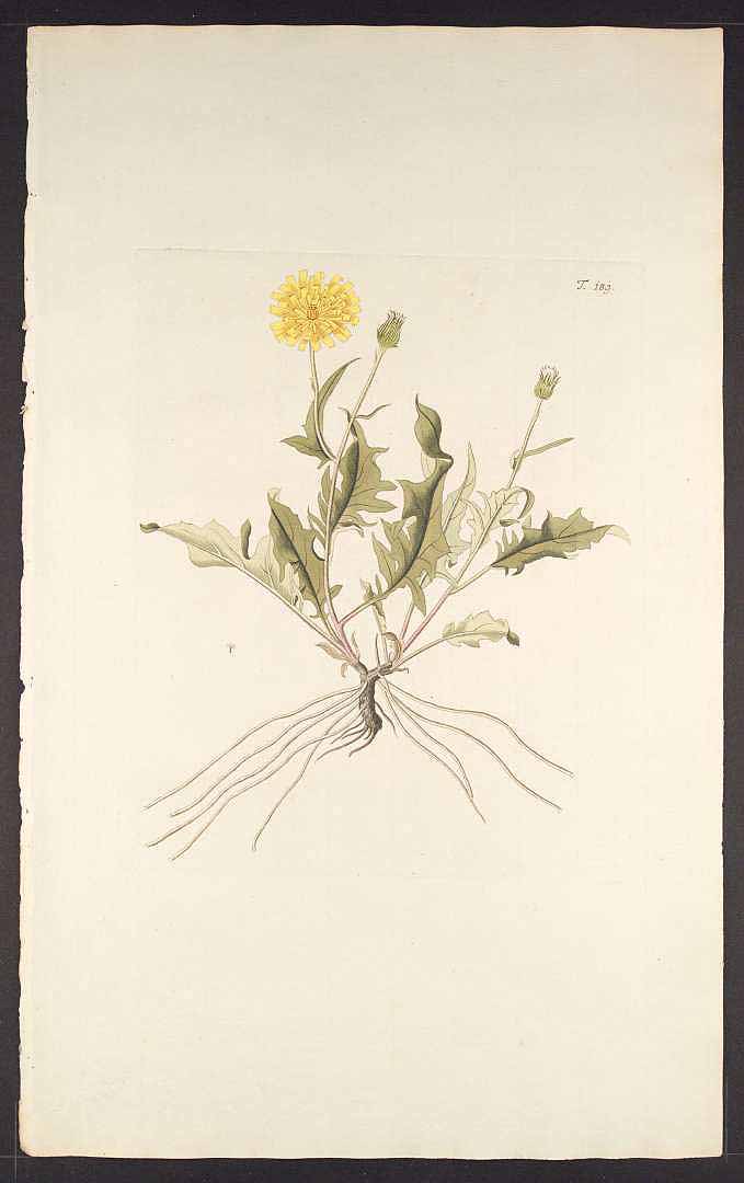 no HD illustration available (3)