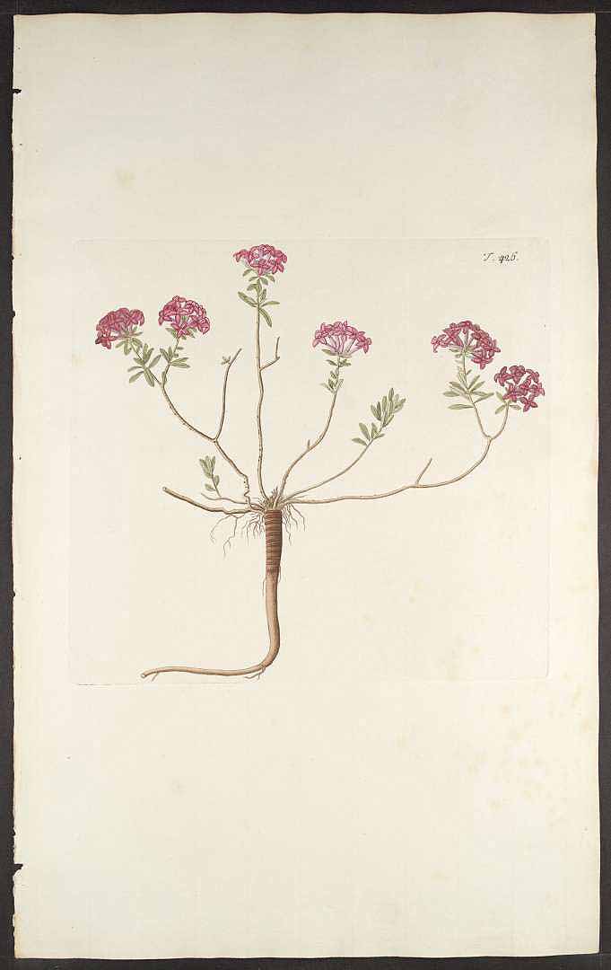 no HD illustration available (3)