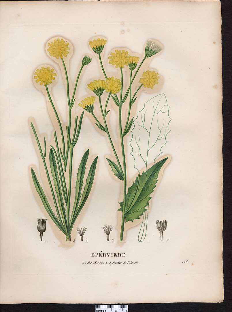 no HD illustration available (3)