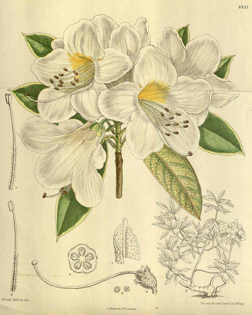 no HD illustration available (3)