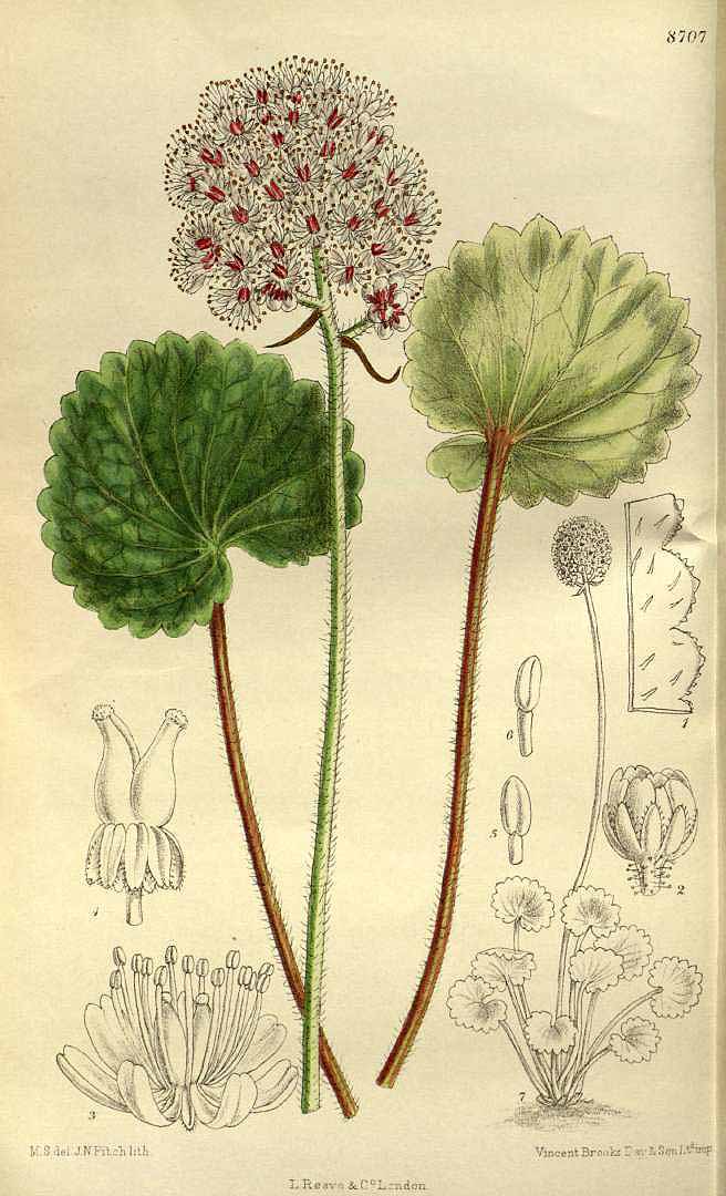 no HD illustration available (3)