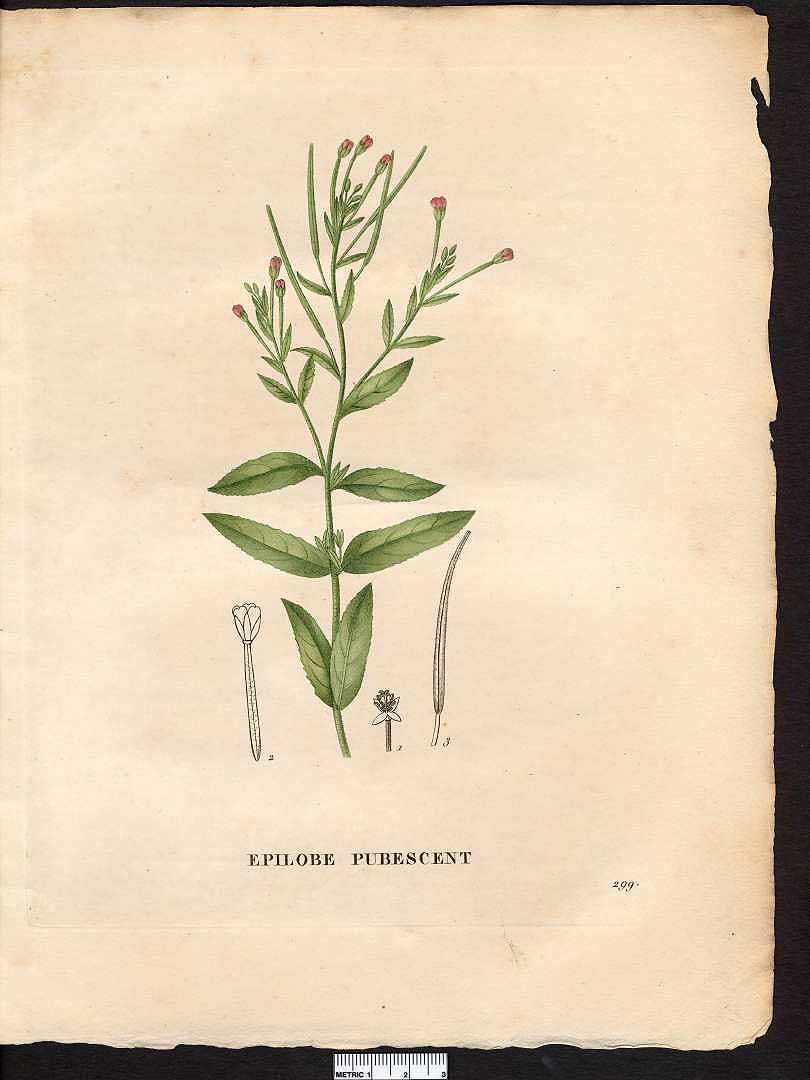 no HD illustration available (3)