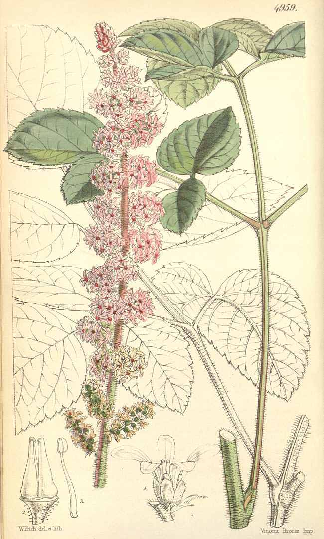 no HD illustration available (3)