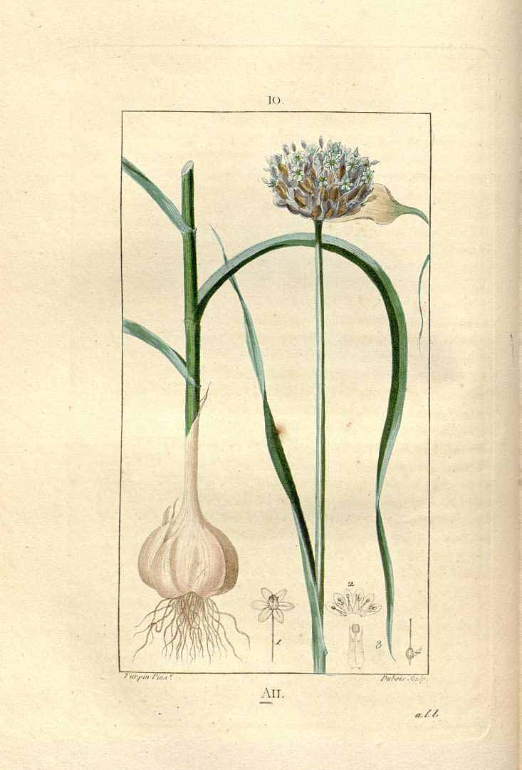 no HD illustration available (3)