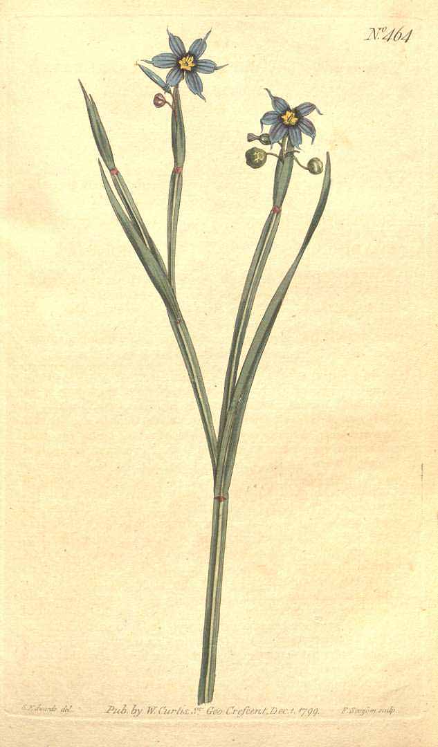 no HD illustration available (3)