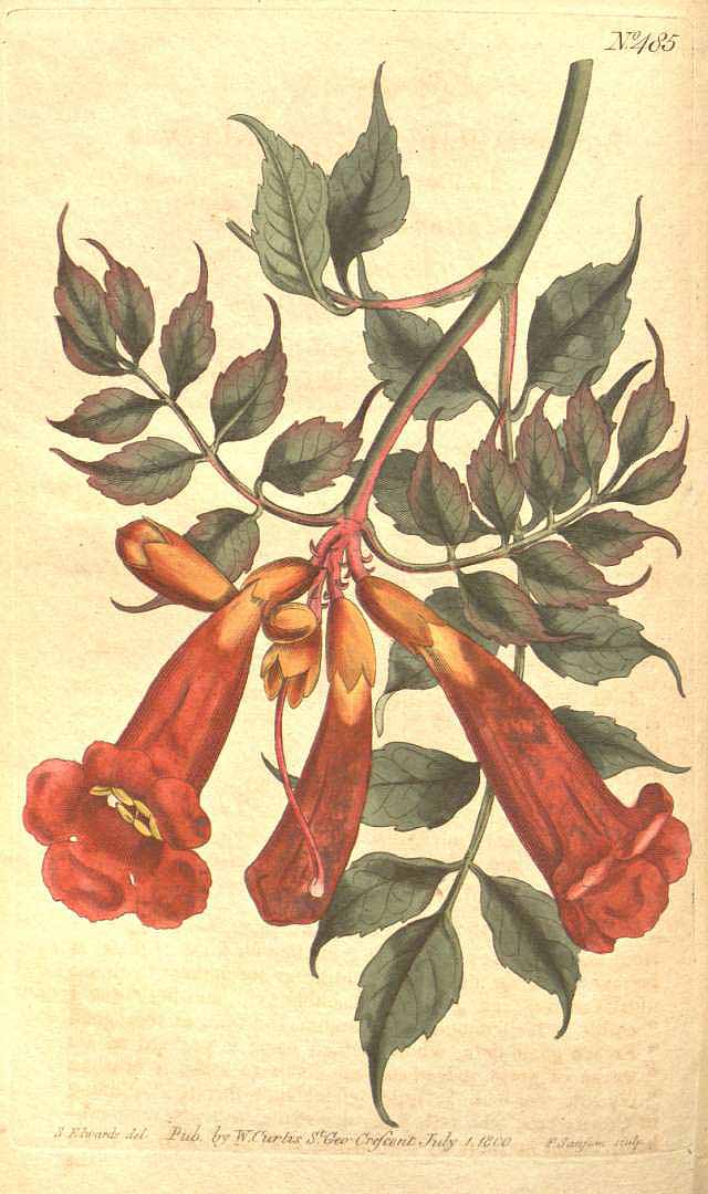 no HD illustration available (3)