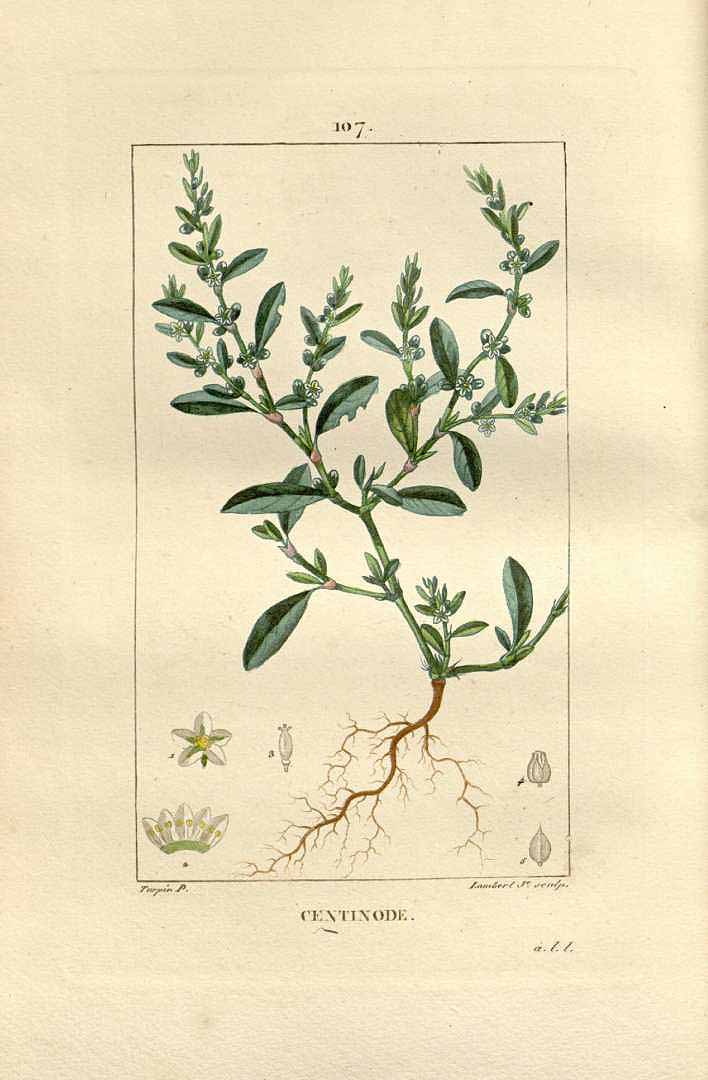 no HD illustration available (3)