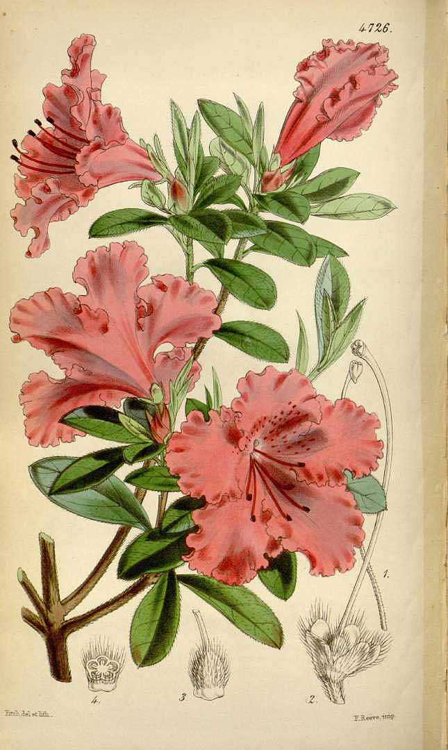 no HD illustration available (3)