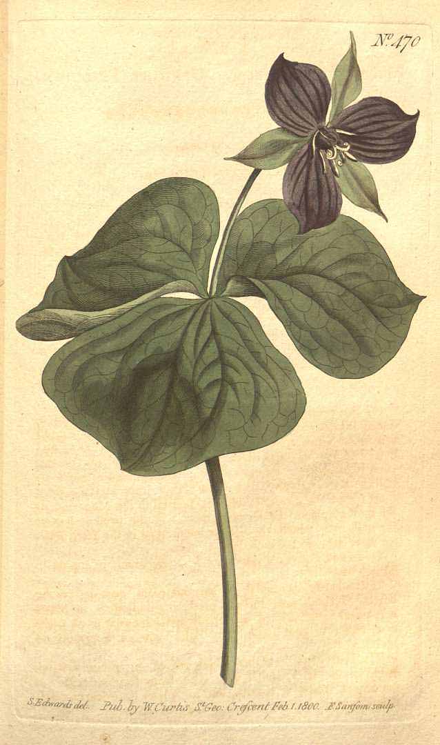 no HD illustration available (3)