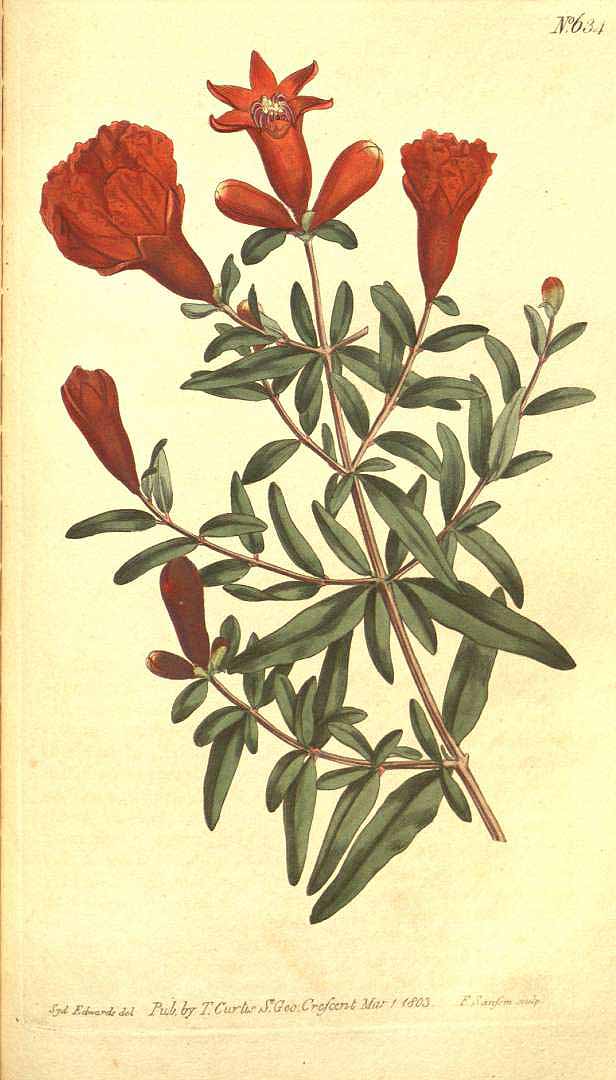 no HD illustration available (3)