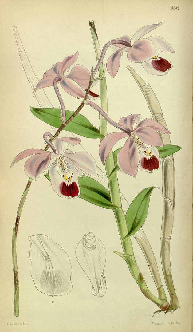 no HD illustration available (3)