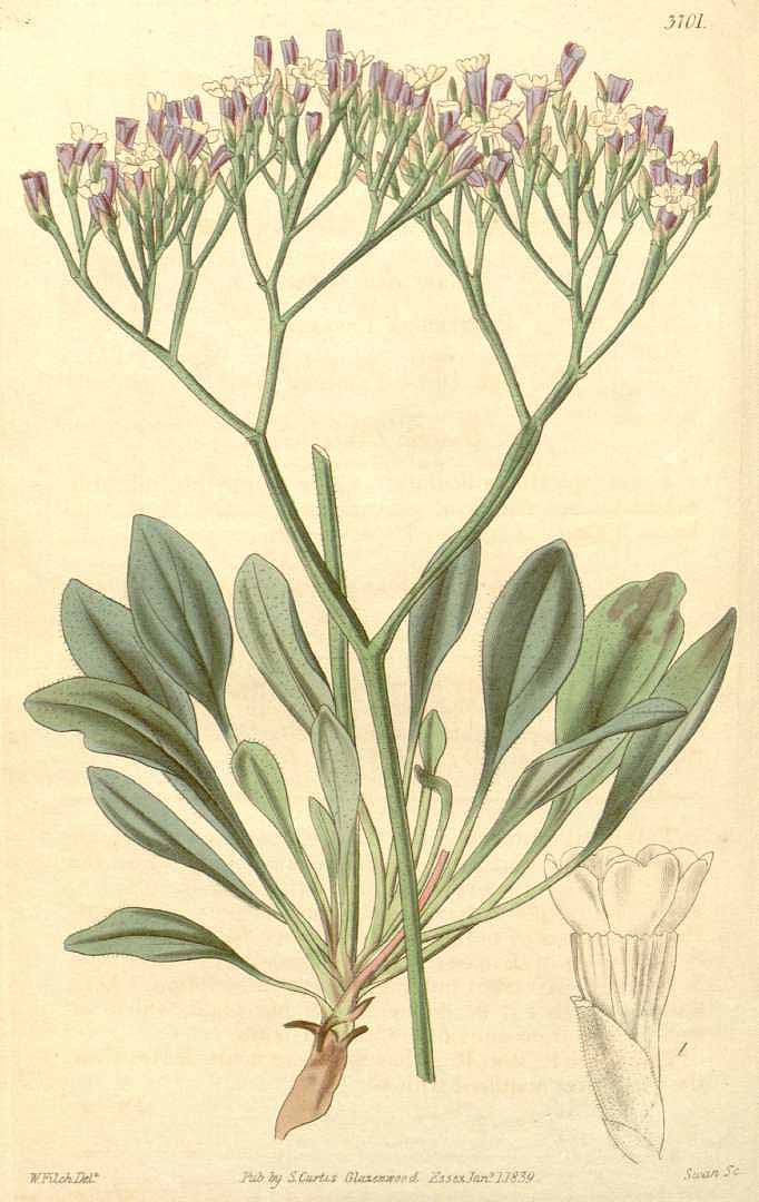 no HD illustration available (3)